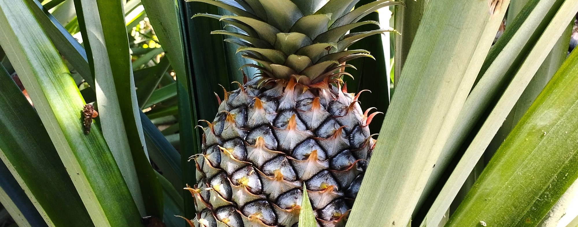 Ananás / Abacaxi 